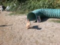 アジリティエリア